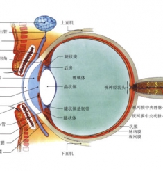 碎石入眼险失明  紧急救助终保全