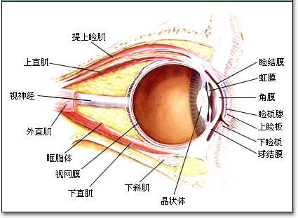 角膜位置图片