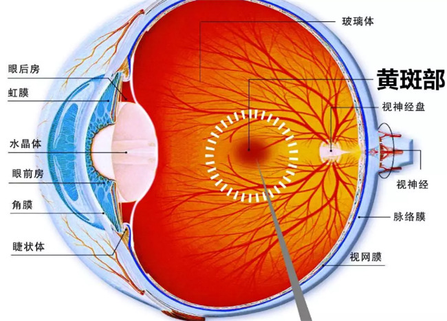 黄斑水肿等眼底病治疗的新宠 媒体报道 医院新闻 山东中医药大学附属眼科医院 山东施尔明眼科医院 山东省儿童眼科医院 官方网站