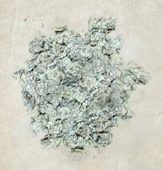密蒙花：中医眼中的“养肝明目花”